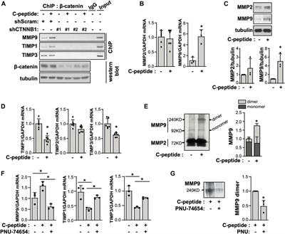 C-Peptide Promotes Cell Migration by Controlling Matrix Metallopeptidase-9 Activity Through Direct Regulation of β-Catenin in Human Endometrial Stromal Cells